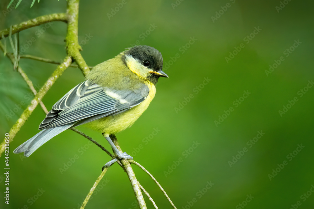 Fototapeta premium Great tit (Parus major), with beautiful green background. Colorful song bird with yellow feather sitting on the branch in the mountains. Wildlife scene from nature, Czech Republic
