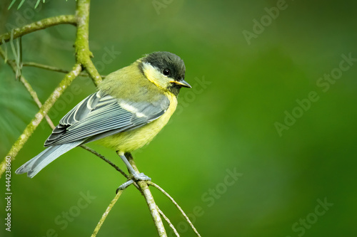 Great tit (Parus major), with beautiful green background. Colorful song bird with yellow feather sitting on the branch in the mountains. Wildlife scene from nature, Czech Republic