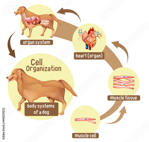 Diagram showing cell organization in a dog