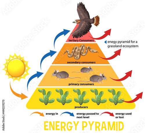 Science simplified ecological pyramid