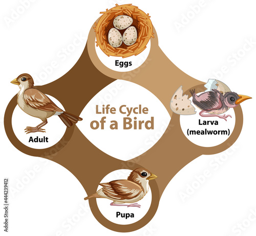 Life Cycle of a Bird Diagram