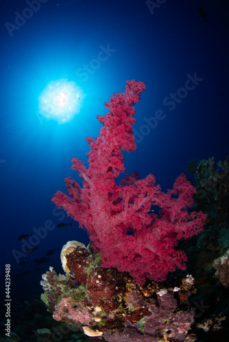 Wide Angle Photo of Coral in the Red Sea