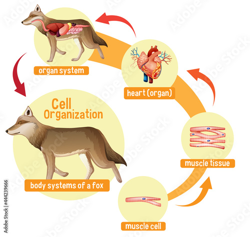 Diagram showing cell organization in a wolf