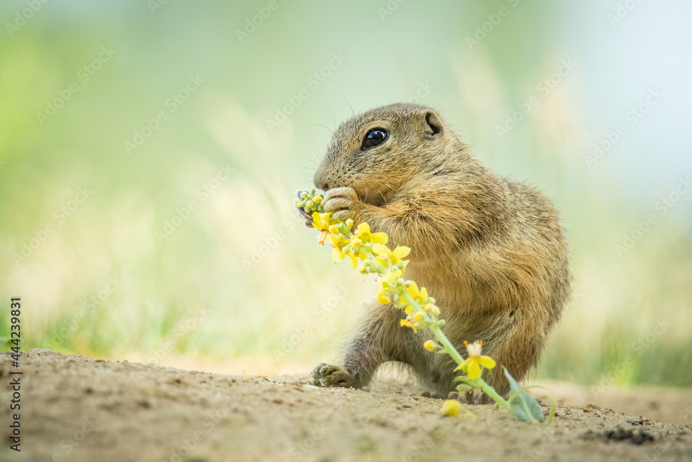 European ground squirrel (Spermophilus citellus), with beautiful green coloured background. An amazing endangered mammal with yellow hair in the steppe. Wildlife scene from nature, Czech Republic European ground squirrel (Spermophilus citellus), with beautiful green coloured background. An amazing endangered mammal with yellow hair in the steppe. Wildlife scene from nature, Czech Republic