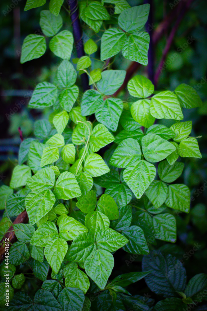 green leaves background green leaves background