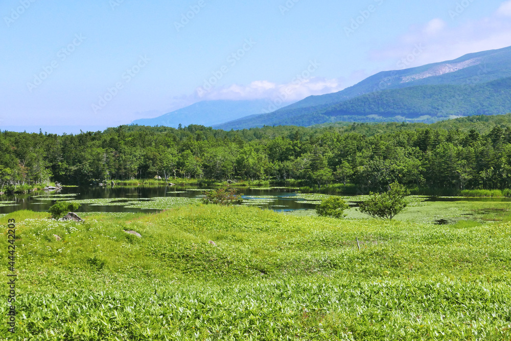夏　北海道　草原と森と山　池　夏　緑