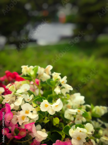 white and pink flowers