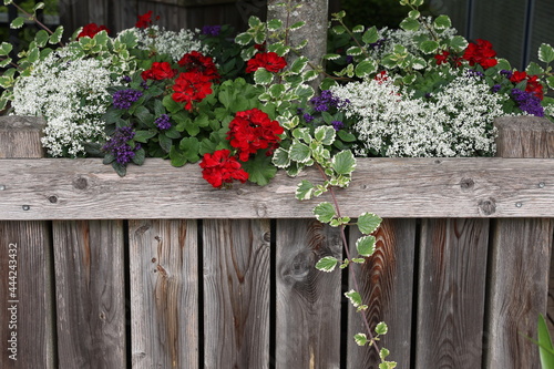 Fototapeta Naklejka Na Ścianę i Meble -  Bright geranium in the garden behind a wooden fence
