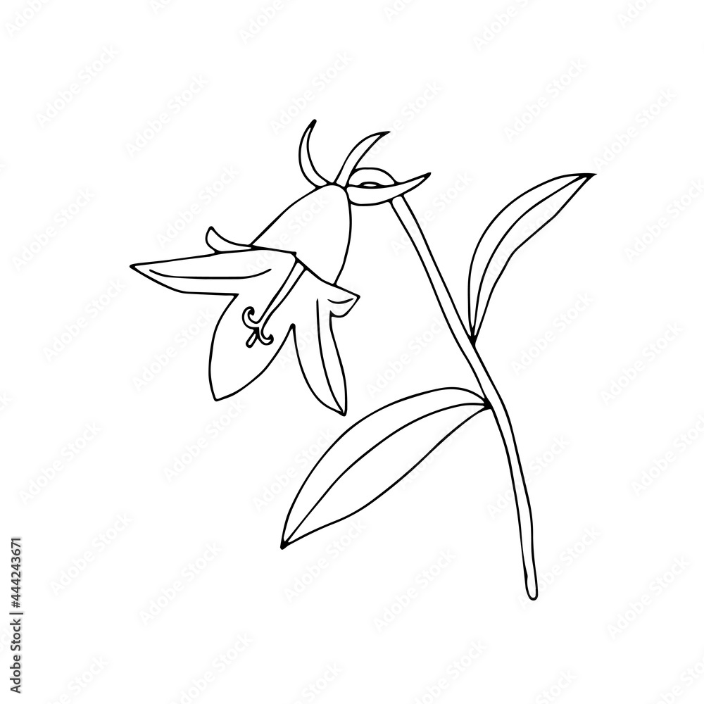 Fototapeta premium Black Vector illustration one bellflower with leaves isolated on a white background