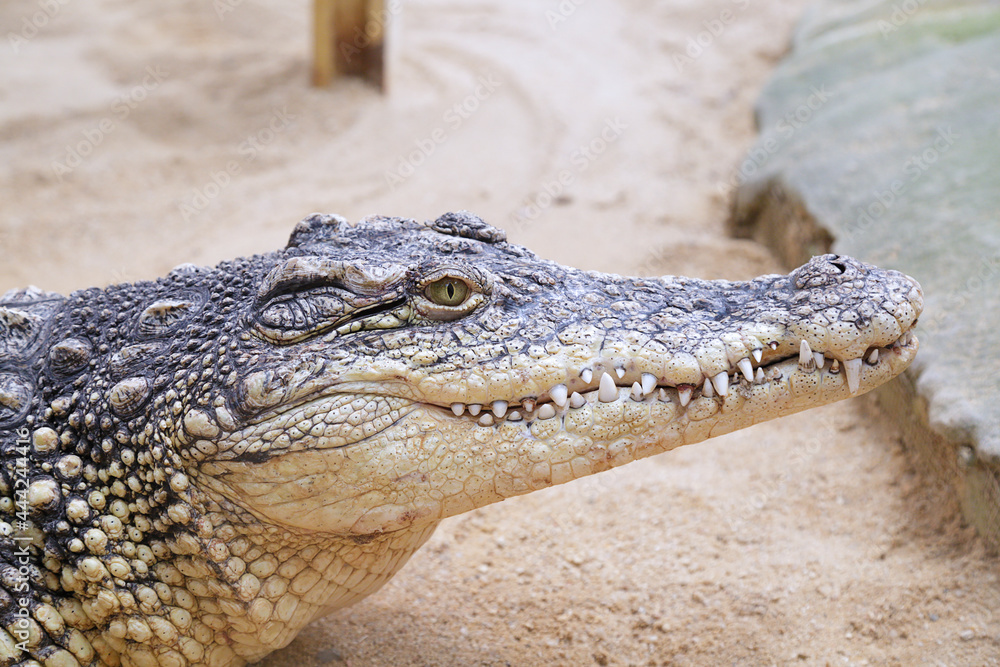 Obraz premium Close up of a captive nile crocodile (Crocodylus niloticus)