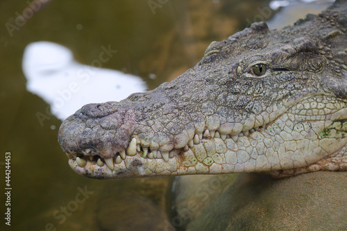 Close up of a captive nile crocodile  Crocodylus niloticus 