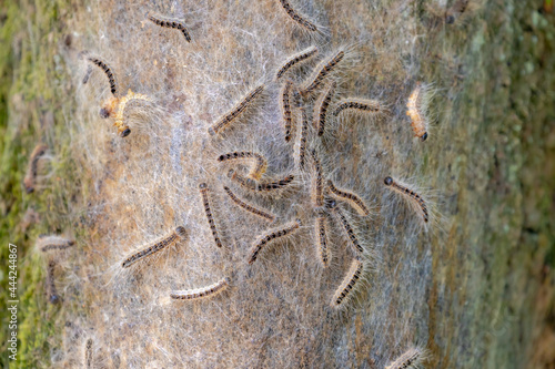 Oak processionary nest on tree in the forest, Thaumetopoea processionea is a moth whose caterpillars, These stinging hairs can cause itching, bumps and eye complaints, Eikenprocessierups, Netherlands. photo