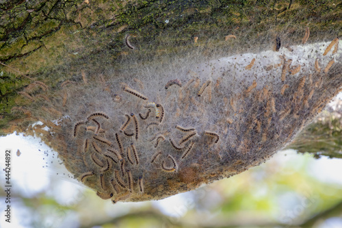 Oak processionary nest on tree in the forest, Thaumetopoea processionea is a moth whose caterpillars, These stinging hairs can cause itching, bumps and eye complaints, Eikenprocessierups, Netherlands. photo