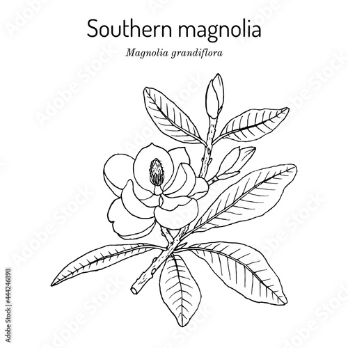 Southern magnolia or bull bay Magnolia grandiflora , state tree and flower of Mississippi.