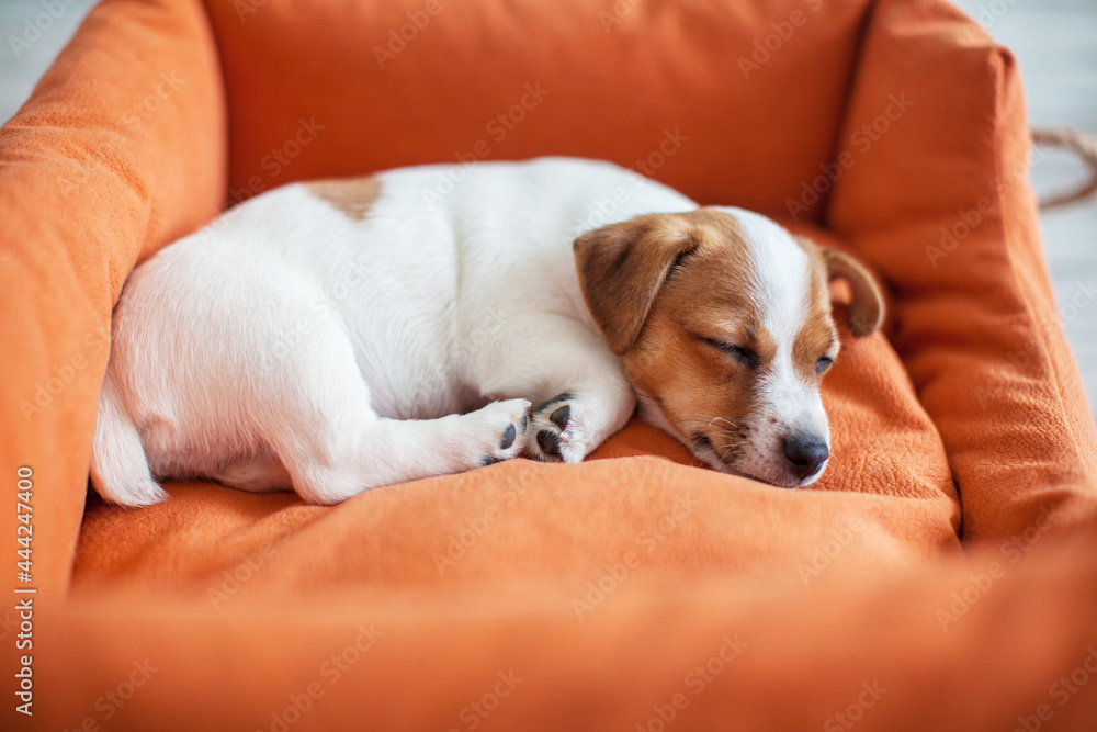 Small dog sleeping at home on the orange bed