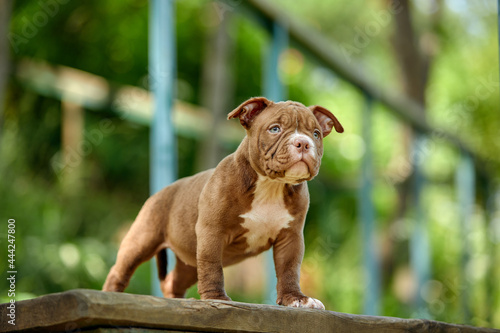 Portrait of a funny young American Bully puppy on a walk in the park, resting on a lush green mowed lawn, kurpny plans, adorable puppy on a green lawn, copy space.