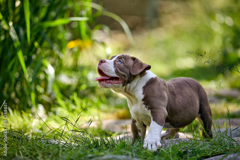 Portrait of a funny young American Bully puppy on a walk in the park, resting on a lush green mowed lawn, kurpny plans, adorable puppy on a green lawn, copy space.