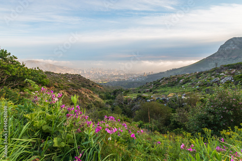 Scenic view of Cape Town, South Africa from Platteklip Gorge hiking trail at Table Mountain with pink flowers in the morning.