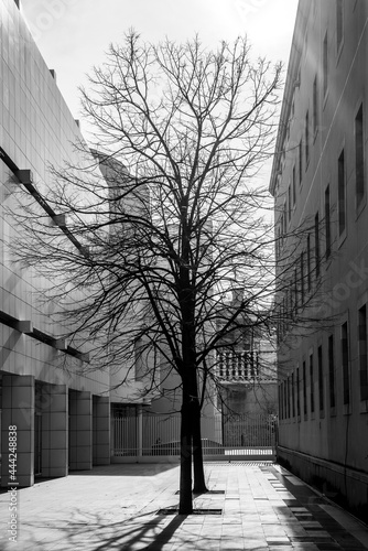 A tree without leaves between the houses of the city