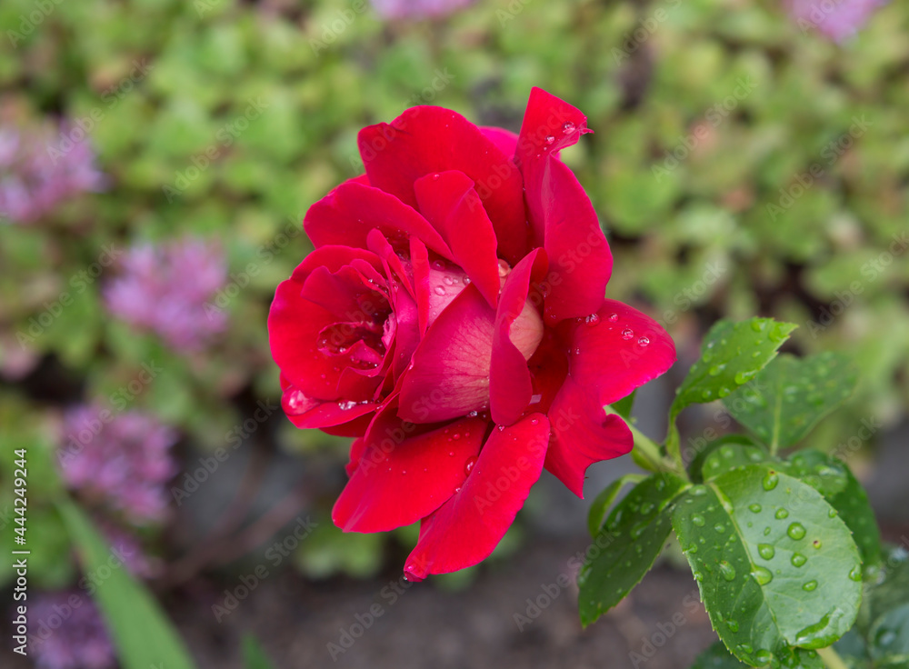 Red Rose.
 This is the queen of roses, is the most popular of all roses.