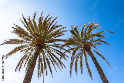 Two palm trees against a clear blue sky