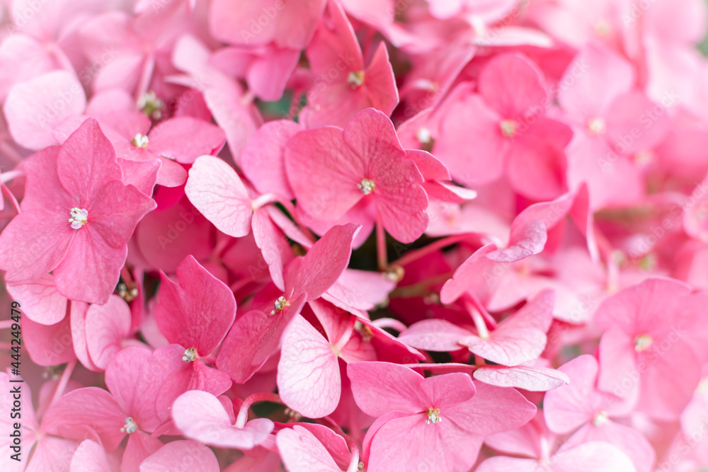 flowers of lovely delicate pink hydrangea flowers of lovely delicate pink hydrangea