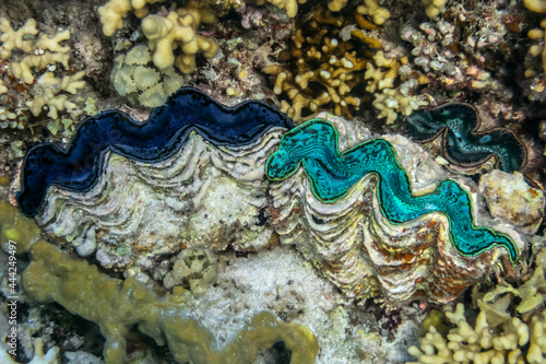 cockle Giant Clam in the Red Sea Colorful and beautiful 