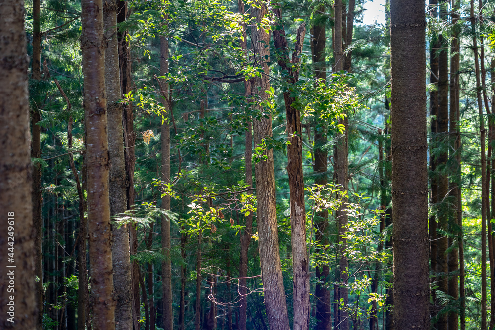 Naklejka premium Closeup on the tree trunks in the Australian forest