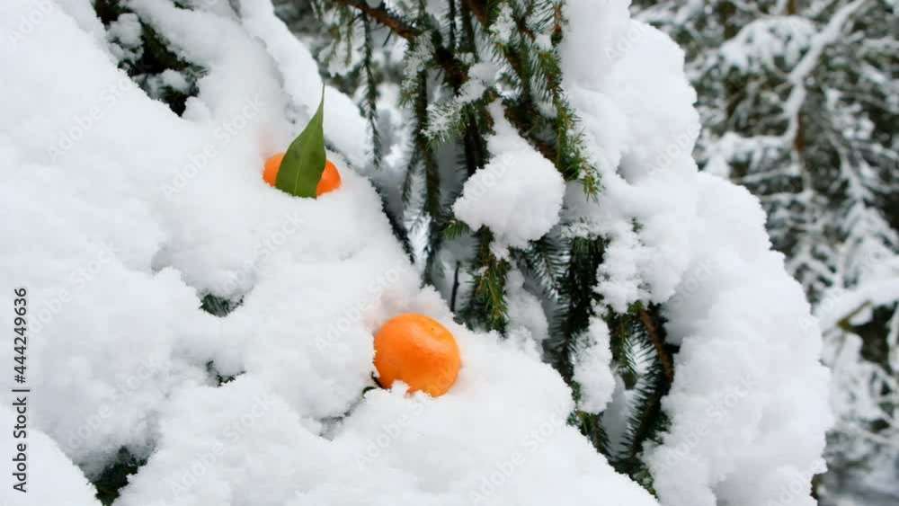 Santa Claus and tangerines in the winter snowy forest.Winter citrus holiday fruits. Santa takes bright orange tangerines from the snow Santa Claus and tangerines in the winter snowy forest.Winter citrus holiday fruits. Santa takes bright orange tangerines from the snow