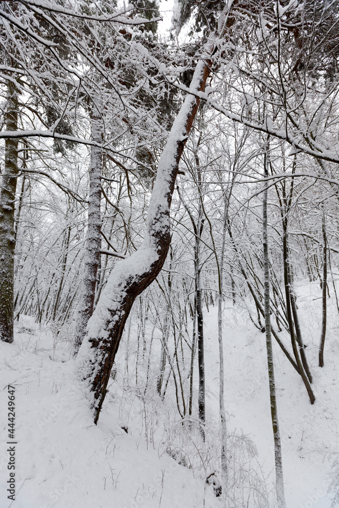 a large number of bare deciduous trees in the winter season a large number of bare deciduous trees in the winter season
