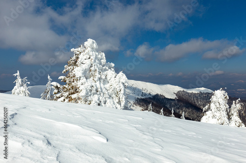 Wallpaper Mural Winter Carpathian mountains on a frosty clear day with spruce trees covered with thick snow. Sunshine under the winter calm mountain landscape with beautiful fir trees on the slope. Tourism concept. Torontodigital.ca