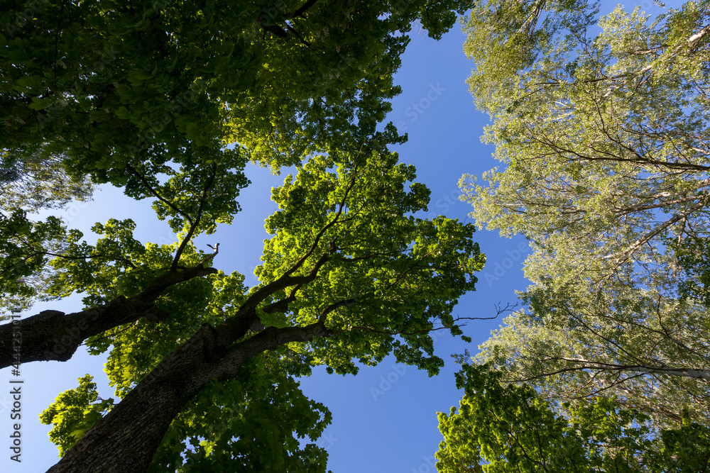 Fototapeta premium trees with green foliage in the summer