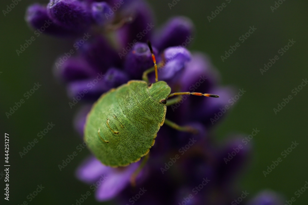 the macro lens zooming in on the little green bug sitting on a flower chilling in the sun, minding his own little buissnes on the purple flower. the macro lens zooming in on the little green bug sitting on a flower chilling in the sun, minding his own little buissnes on the purple flower.