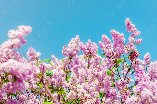 Beautiful floral background of lilac on a blue sky