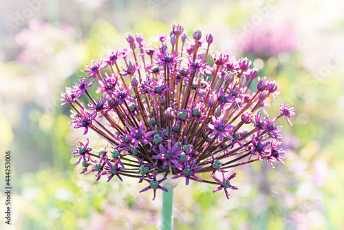 allium blossom  purple color  blurry light background