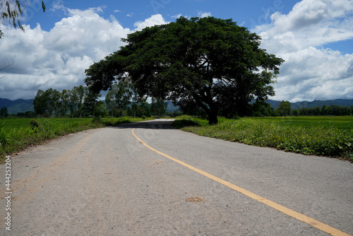empty road in the countryside and big trees