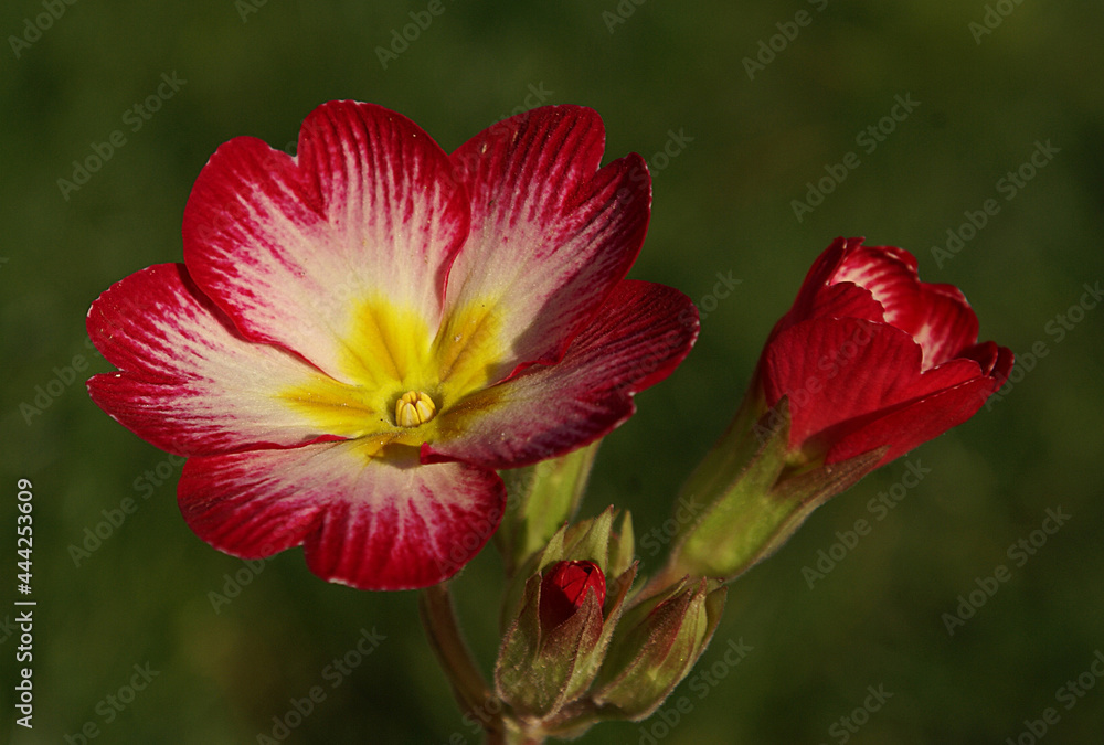 Sparaxis tricolor, known by the common names wandflower, harlequin flower, and sparaxis, is a bulb-forming perennial plant that grows in well-drained sunny soil. Sparaxis tricolor, known by the common names wandflower, harlequin flower, and sparaxis, is a bulb-forming perennial plant that grows in well-drained sunny soil.