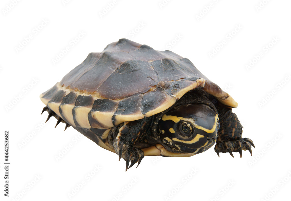 Turtle isolated on white background Turtle isolated on white background