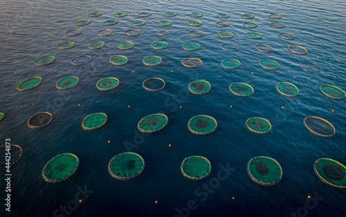 Aerial top view of the rings of seabass and gilthead seabream fish farm. Mediterranean sea Cyprus Europe photo