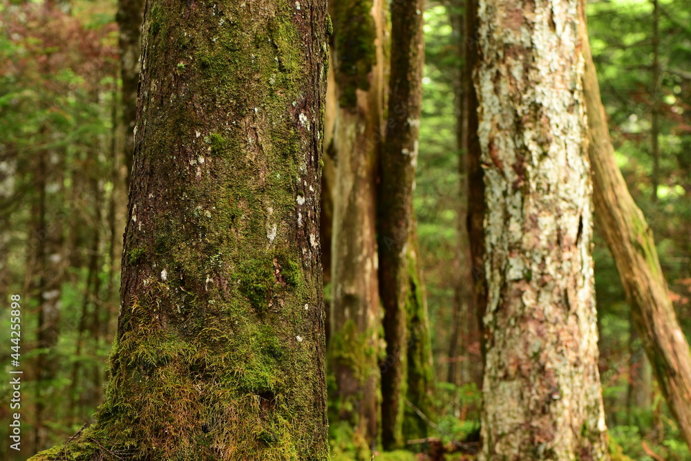 Green mossy forest in Nagano Prefecture, Japan. Green mossy forest in Nagano Prefecture, Japan.