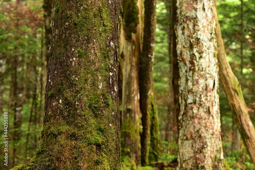 Fototapeta Naklejka Na Ścianę i Meble -  Green mossy forest in Nagano Prefecture, Japan.
