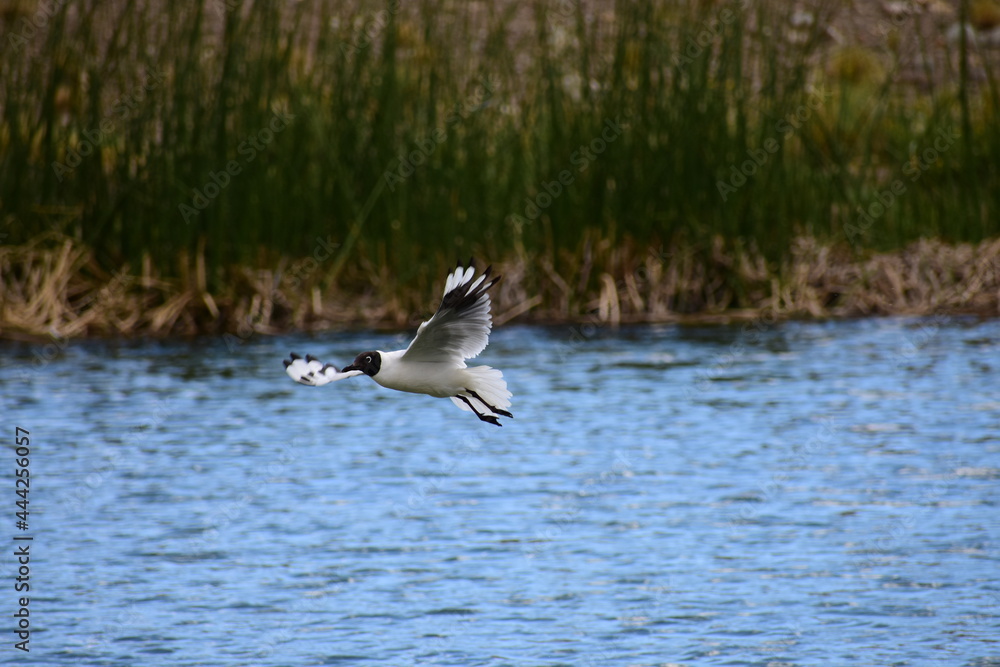 Seagull Landing over the Lagoon in Valle Hermoso, Cordillera de Los Andes, Cuyo, Malargüe, Mendoza, Argentina