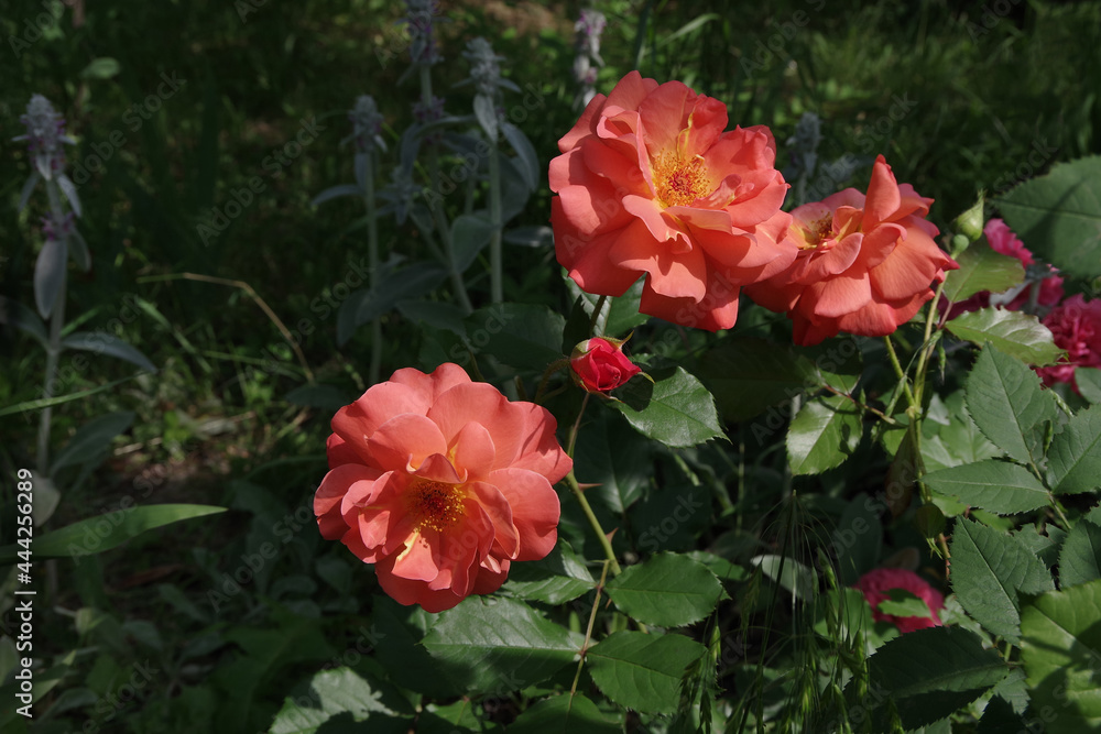 Obraz premium Orange roses blooming in the garden. Bushes of orange roses on a blurred natural background. Close-up. Selective focus with copy space.