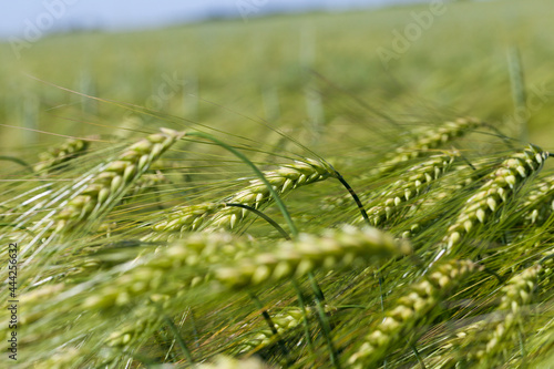 rye field with green unripe rye spikelets © rsooll