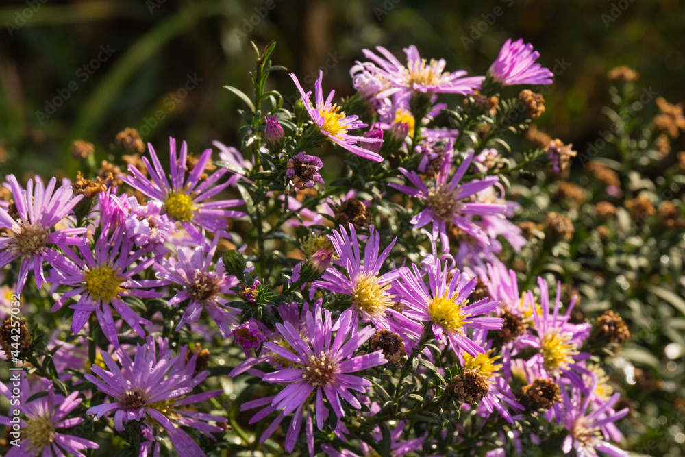 Beautiful Chrysanthemums flowers blooming in garden at spring day Beautiful Chrysanthemums flowers blooming in garden at spring day