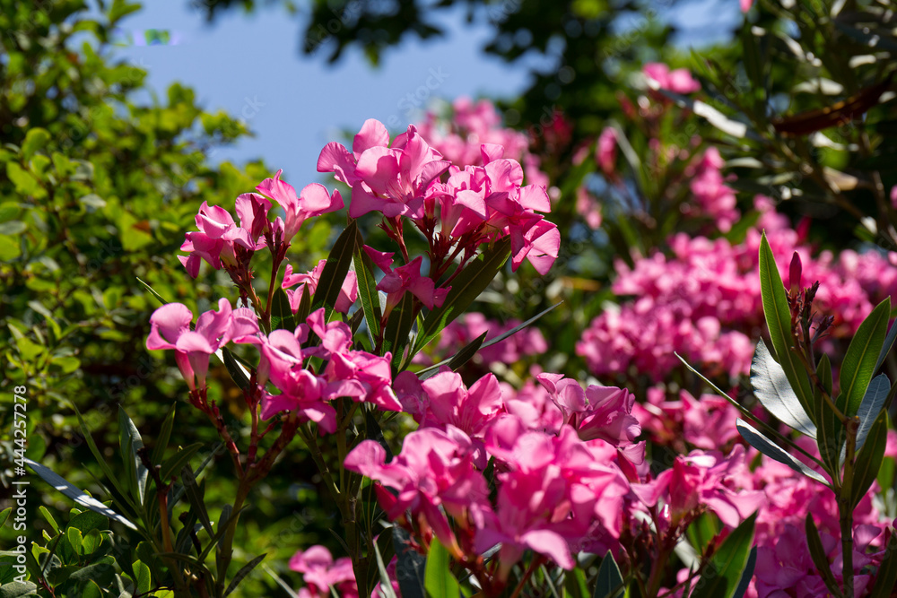 The best delicate flowers of pink oleander, Nerium oleander, bloomed in the spring. Shrub, a small tree, cornel Apocynaceae family, garden plant. Pink summer oleander background