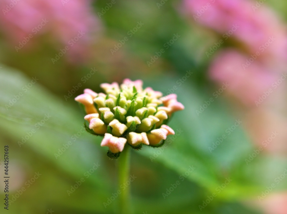 Gently pink flower lantana camara blooming in spring or summer in garden with pretty blurred background ,lovely card ,sweet color ,soft selective focus ,copy space ,delicate dreamy of beauty of nature Gently pink flower lantana camara blooming in spring or summer in garden with pretty blurred background ,lovely card ,sweet color ,soft selective focus ,copy space ,delicate dreamy of beauty of nature