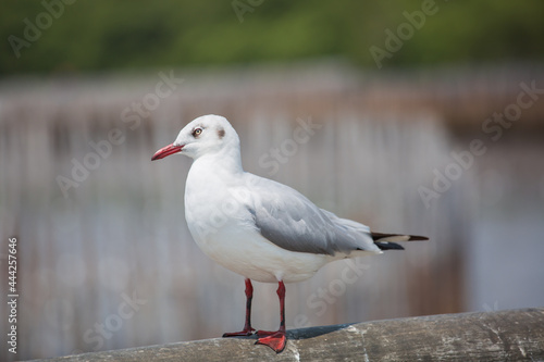 One seagulls stand on bridge