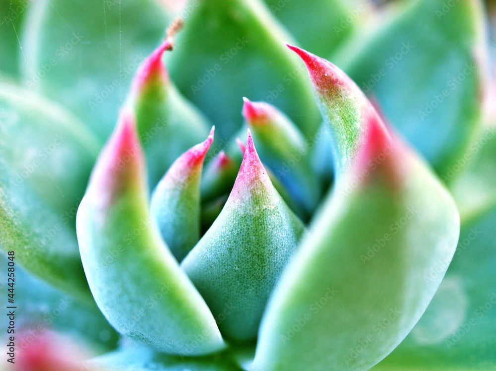 Closeup Spikes succulent plants Echeveria Chihuahuaensis Variegata with sharp red spikes and green leaves ,red tips ,soft selective focus for pretty background , macro image ,abstract or wallpaper Closeup Spikes succulent plants Echeveria Chihuahuaensis Variegata with sharp red spikes and green leaves ,red tips ,soft selective focus for pretty background , macro image ,abstract or wallpaper