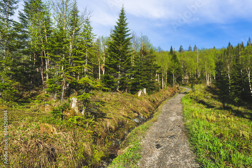Hiking trail leading to the top of Mont Ernest Laforce in Gaspesie National Park in Quebec (Canada)